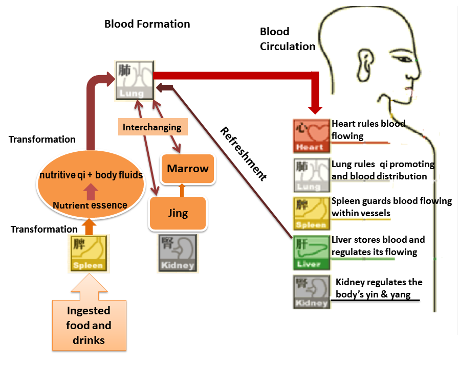 blood formation and circulation