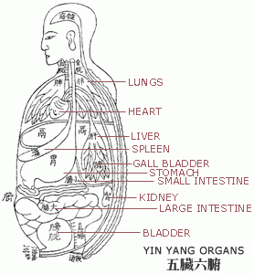 Internal organs from a TCM perspective
