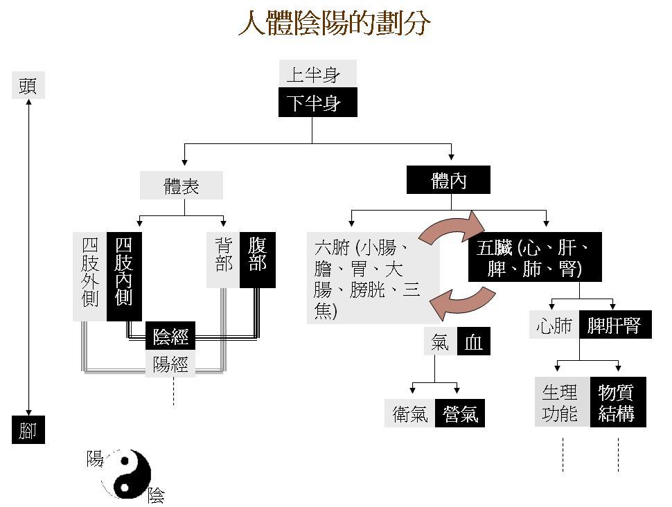 人體陰陽劃分