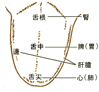 中醫舌面反射區