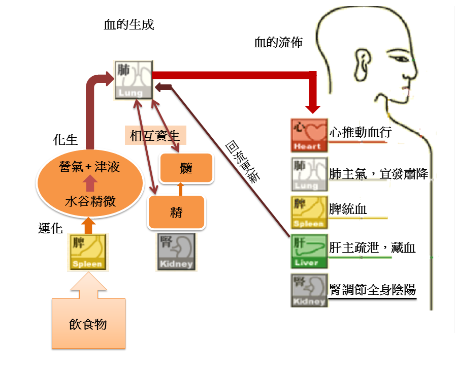 血在體內的生化流注