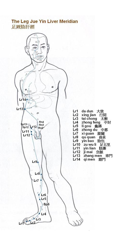 足厥陰肝經