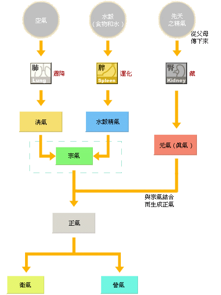 體內氣的生成過程