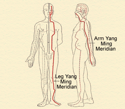 3. Yang Ming Meridians