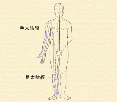 4. 太陰經(肺經、脾經)