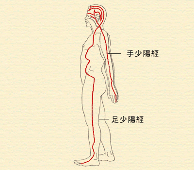 3. 少陽經(三焦經、膽經)