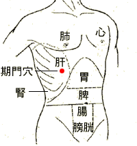 胸腹區段