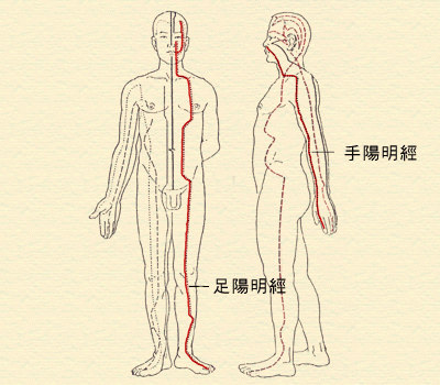 2. 陽明經 (大腸經、胃經)