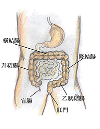 大腸分段