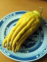 Finger citron fruit