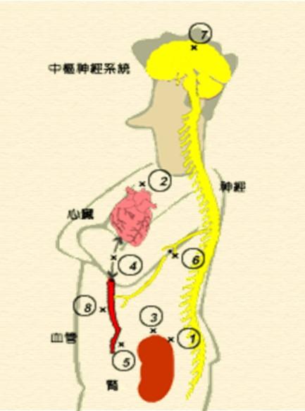 降血壓藥物針對的身體部位