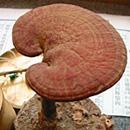 reishi mushroom