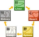 五臟相生次序