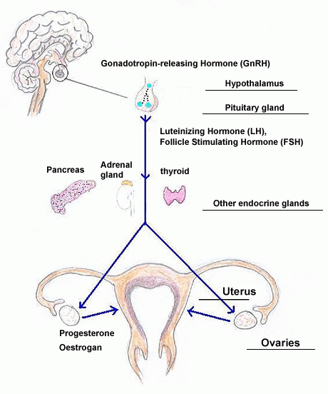 hypothalamus-pituitary-ovary-uterus-axis