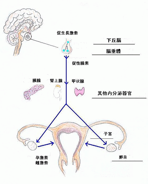 下丘腦-垂體-卵巢-子宮形成的神經內分泌系統