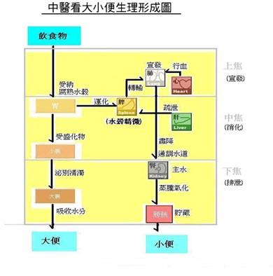 中醫看大小便形成圖