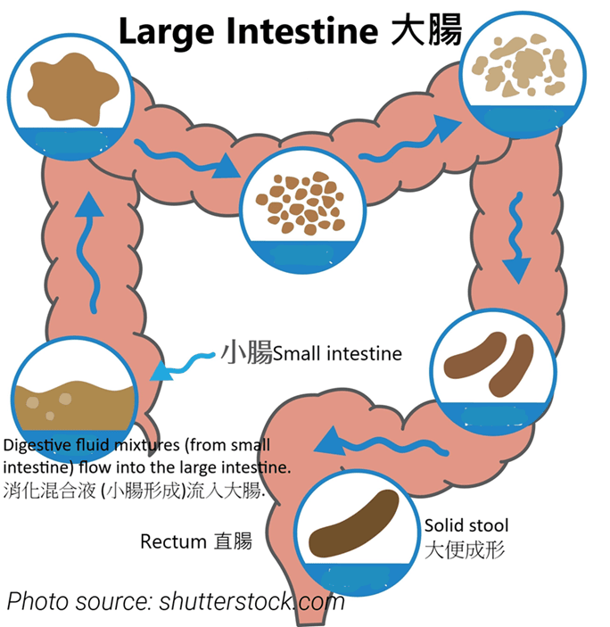 糞便在大腸形成過程