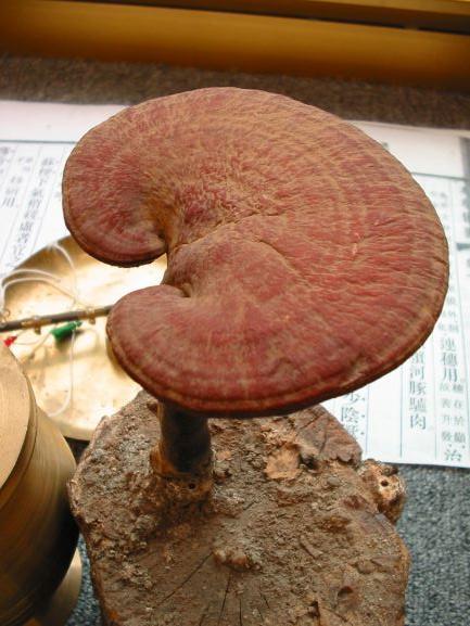 reishi mushroom