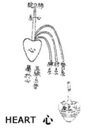 TCM heart organ