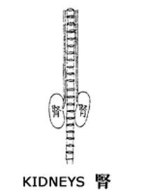 TCM kidney organ