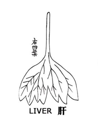 TCM liver organ