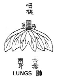 TCM lung organ