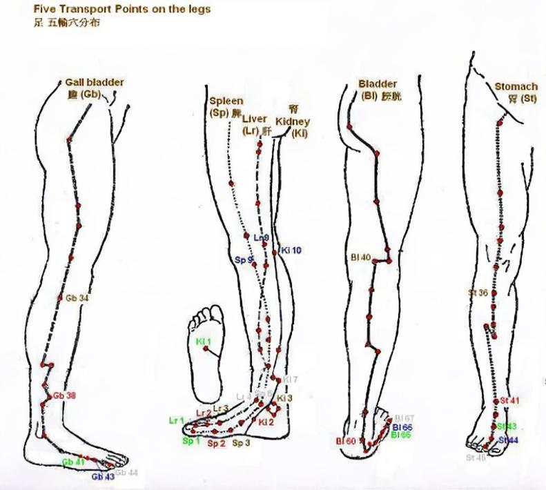 The five transport points on the legs