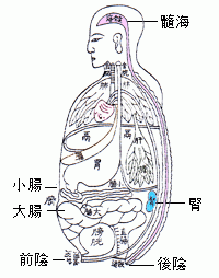 中醫有關腎, 髓海, 及大小腸的形象圖