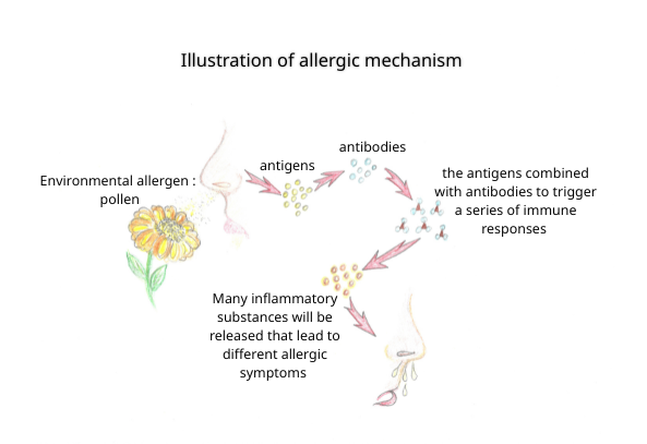 allergic mechanism in western Medicine