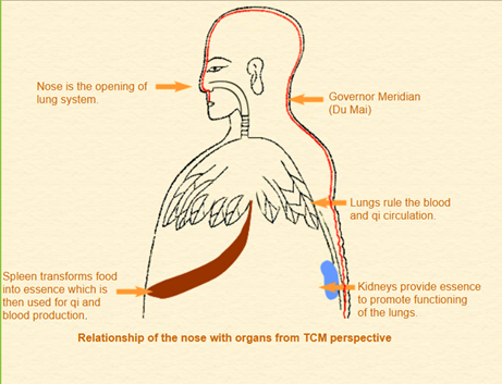 Relationships of the nose with organs from TCM perspective