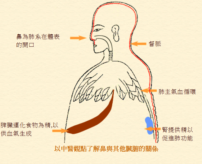 中醫看鼻與內在臟腑關係 中醫看鼻與內在臟腑關係
