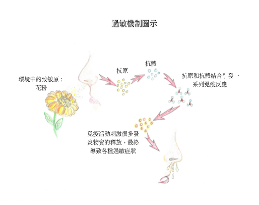 西醫看過敏機制 西醫看過敏機制