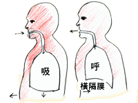 順腹式呼吸