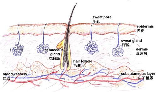 皮膚上的汗腺