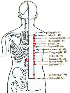 Bladder meridian route 2