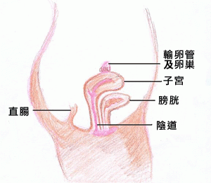 女性生殖系統