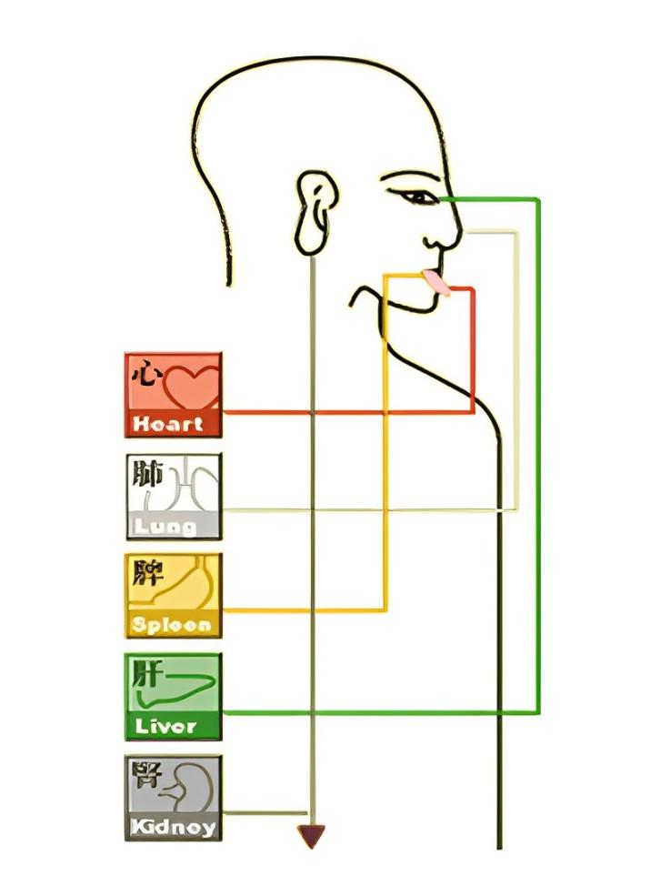 中醫孔竅與五臟