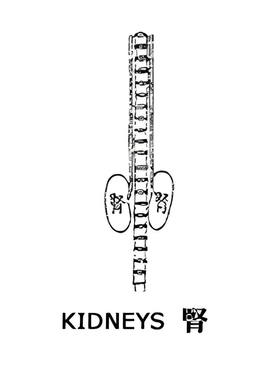 TCM kidney illustration