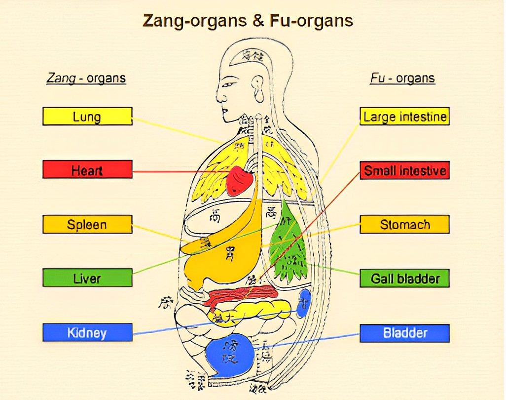 relationships between zang and fu organs