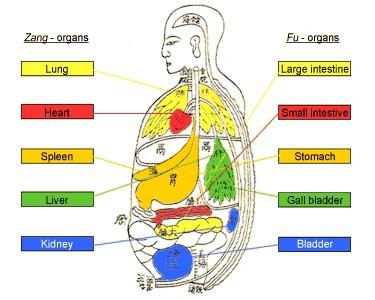 Zang-organs & fu-organs in TCM