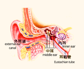 structures of inner ear