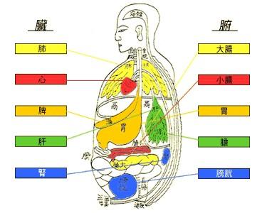 臟腑表裹關係圖