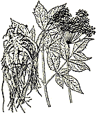 Chinese angelica – second category