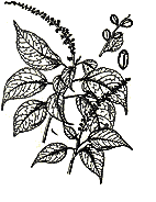 Croton tiglium – third category 