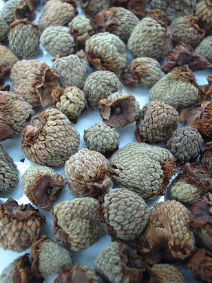 Dried palmleaf raspberry fruit