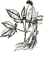 Ginseng – superior category