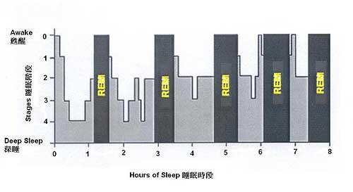 健康青年的睡眠圖表