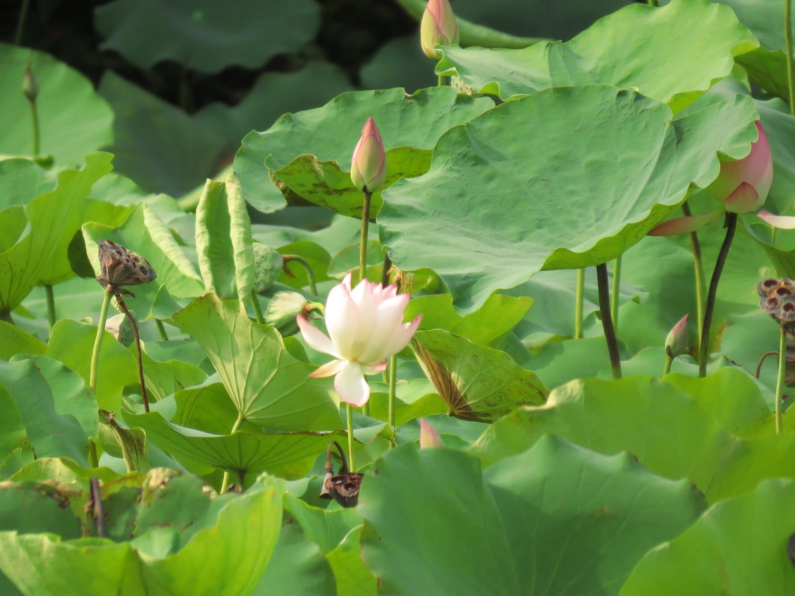 Lotus flower, leaf, seed, root and even seedpod are common ingredients for conteracting summer-heat.