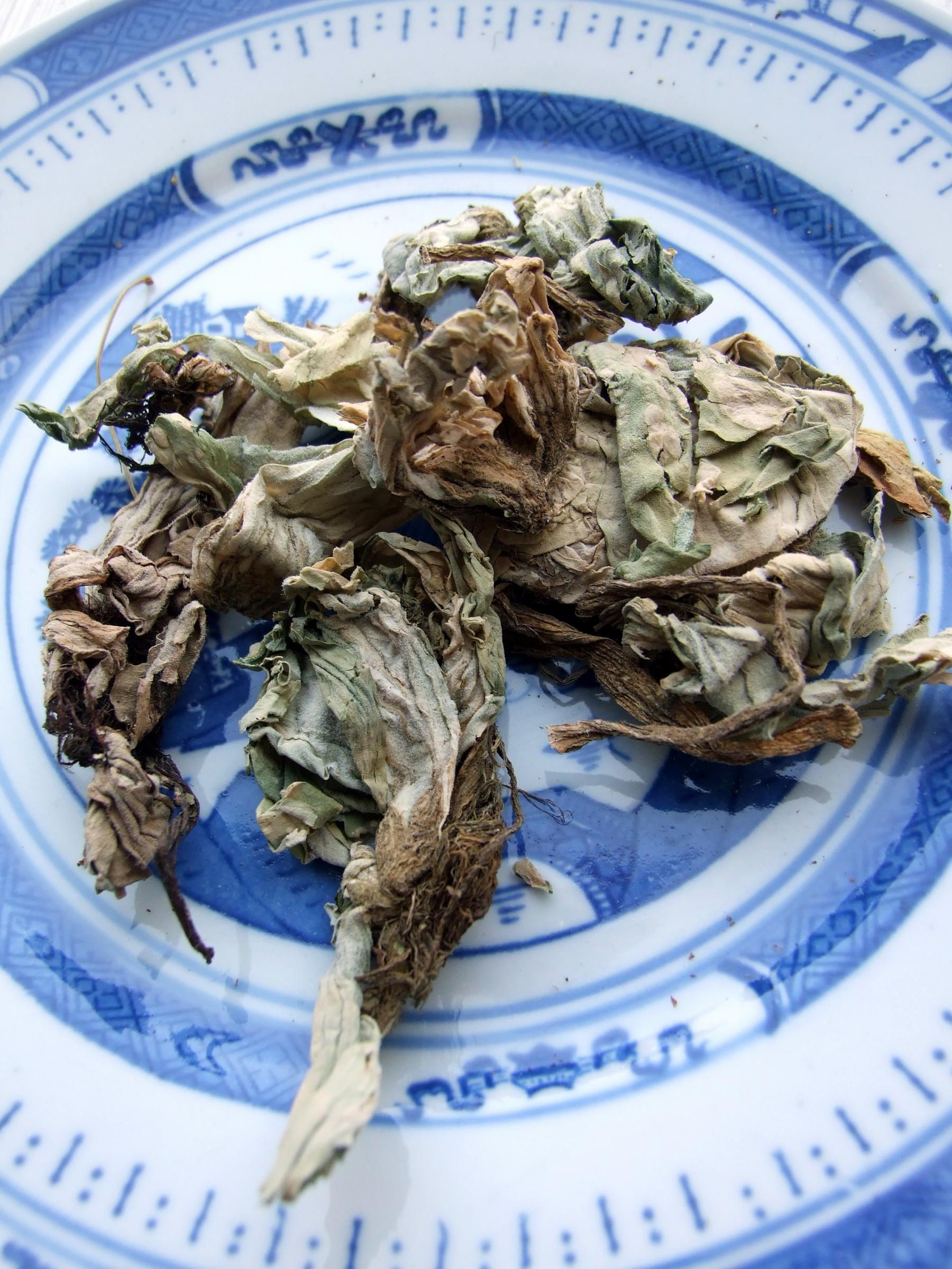 mugwort leaf mugwort leaf