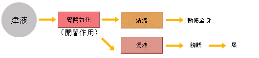 腎氣化作用